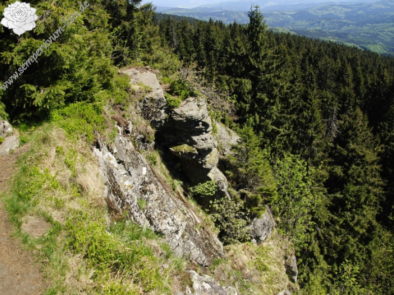 montanum ssp. heterophyllum from Katruška