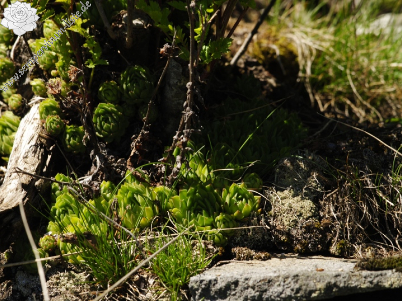montanum ssp. heterophyllum from Katruška