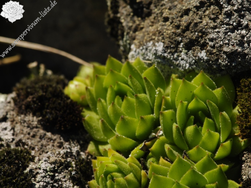 montanum ssp. heterophyllum from Katruška
