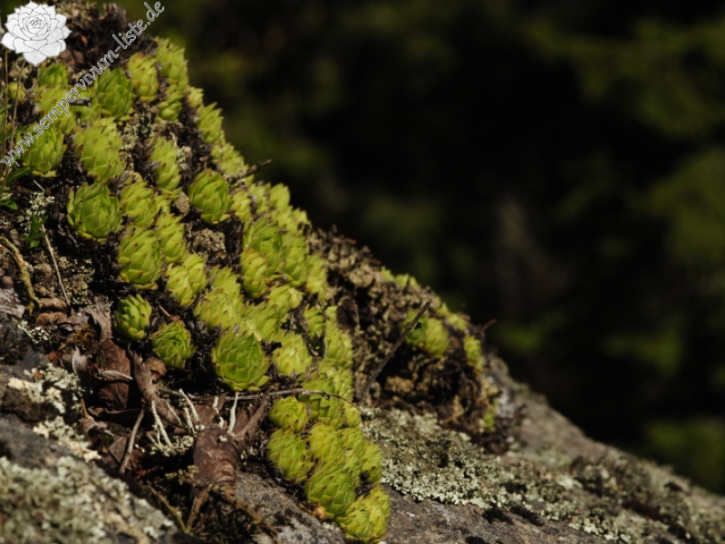 montanum ssp. heterophyllum from Katruška