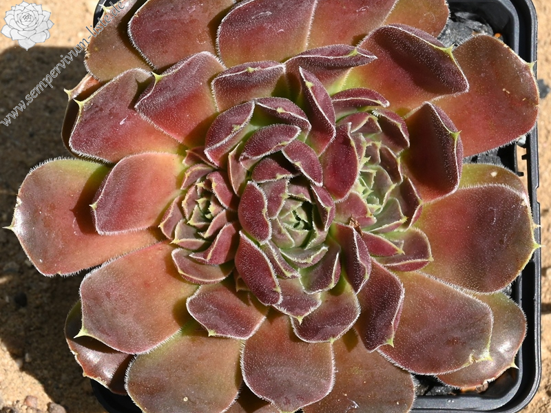 Mission Bells / Jovi