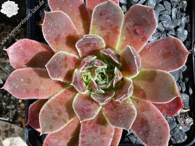 Mount Mercedario / Jovi