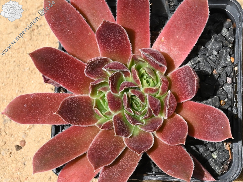 Mount Mercedario / Jovi