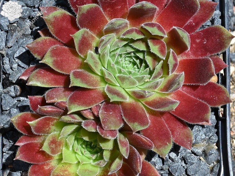 Seltrisa Feuer