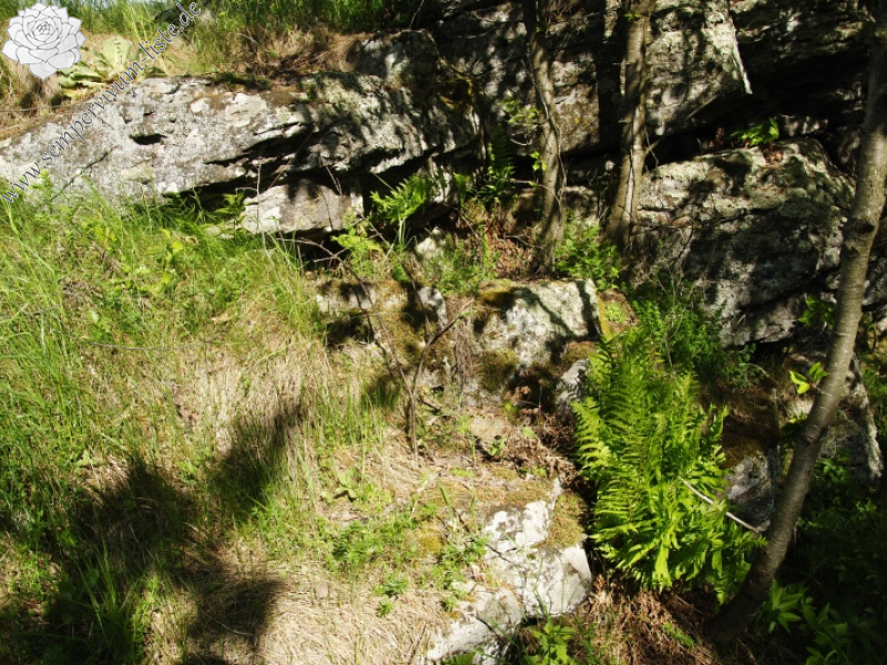globiferum ssp. hirtum (preissianum) from Malčekova skala