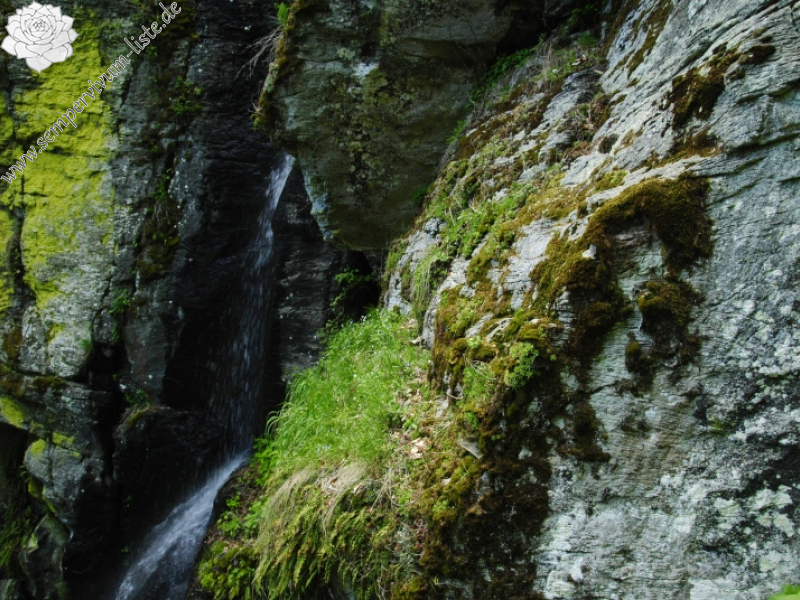globiferum ssp. hirtum (preissianum) from Bystré, Wasserfall