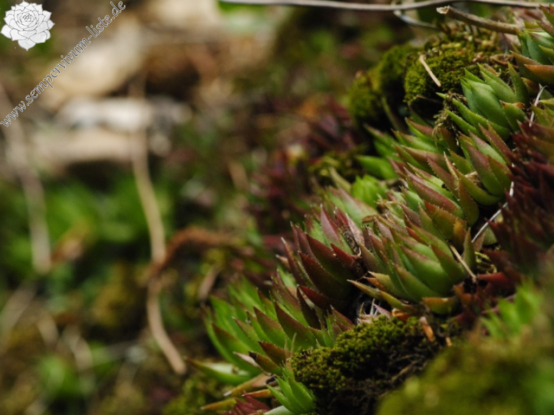 globiferum ssp. hirtum (preissianum) from Bystré, Wasserfall