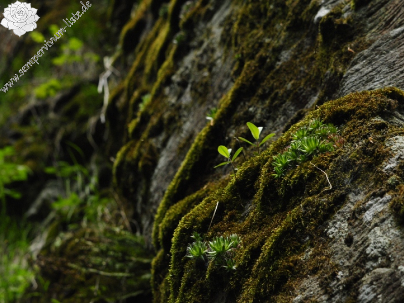 globiferum ssp. hirtum (preissianum) from Bystré, Wasserfall
