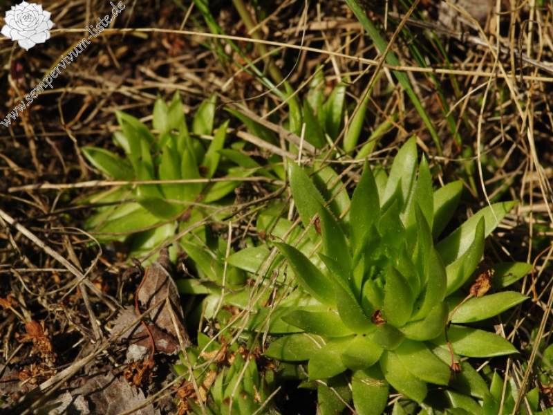 globiferum ssp. hirtum (preissianum) from Malčekova skala