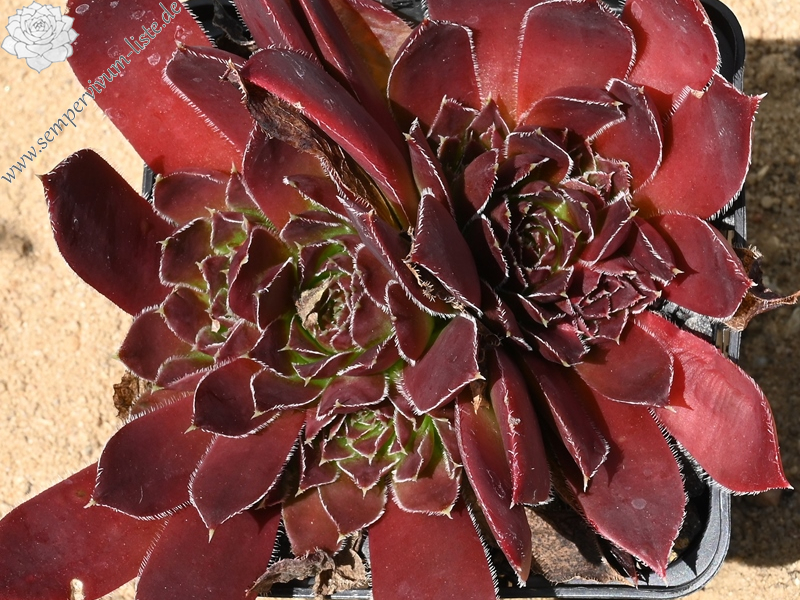 Bodmeier Beatrix / Jovi