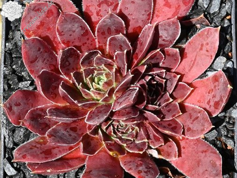 Brussels Glory / Jovi