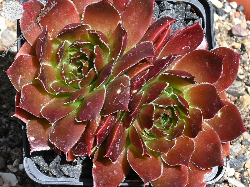 Chocolate Sundae / Jovi