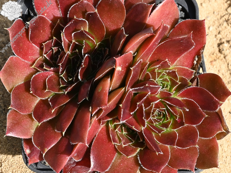 Chocolate Sundae / Jovi