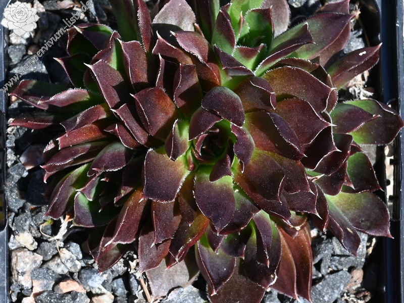 Flora / Jovi