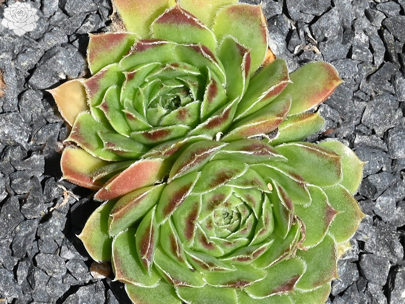 Korspelse Denoelig / Jovi