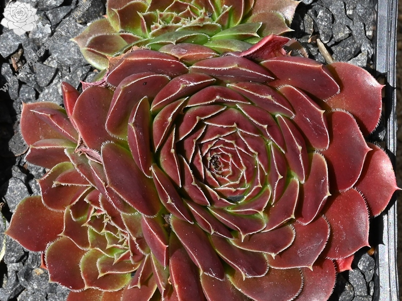 Korspelse Jorinde / Jovi