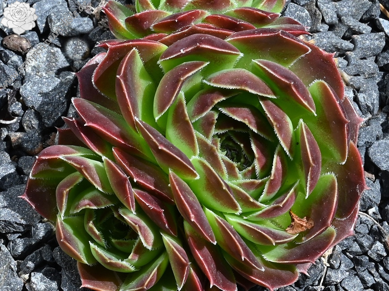 Korspelse Jorinde / Jovi