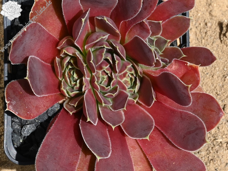 Korspelse Tiga / Jovi