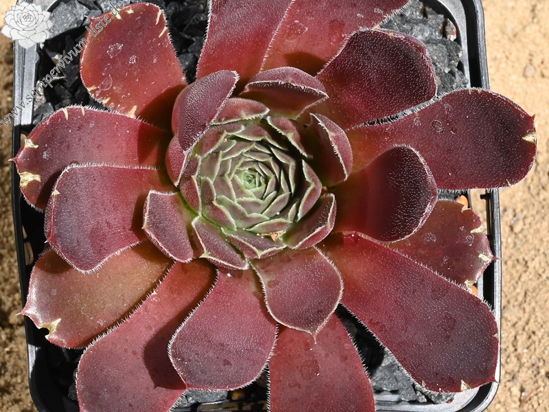 Korspelse Yahala / Jovi