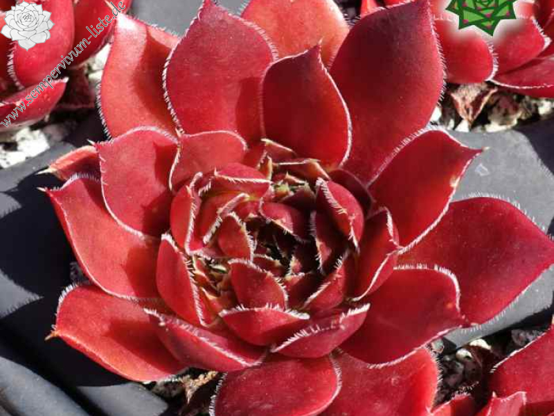 Chocolate Sundae / Jovi