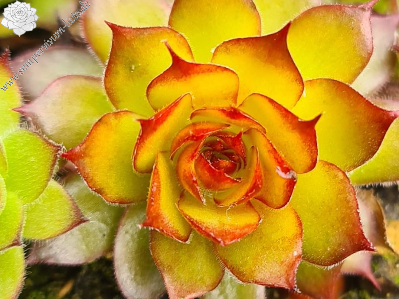 Golden Oriole (Netzfund)