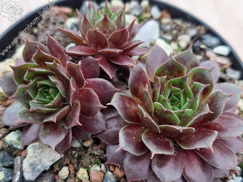 Pacific Grande (NNG)