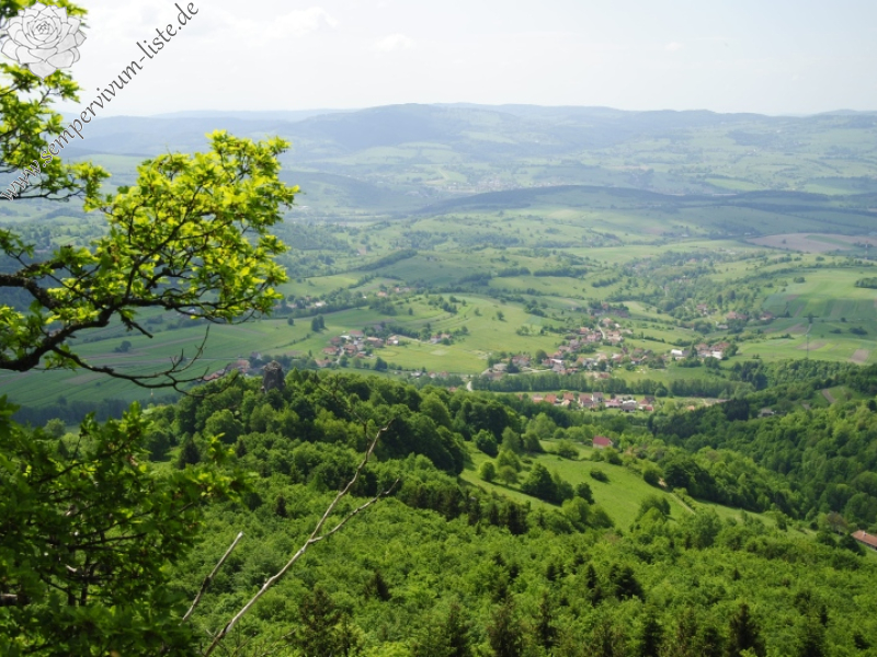 montanum ssp. heterophyllum from Kopa