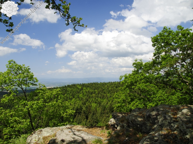 globiferum ssp. hirtum (preissianum) from Kopa