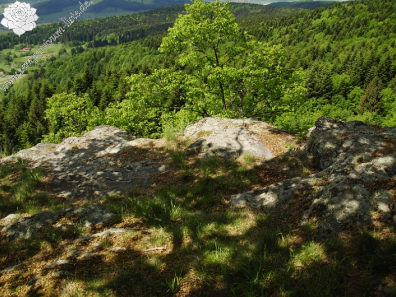 globiferum ssp. hirtum (preissianum) from Kopa