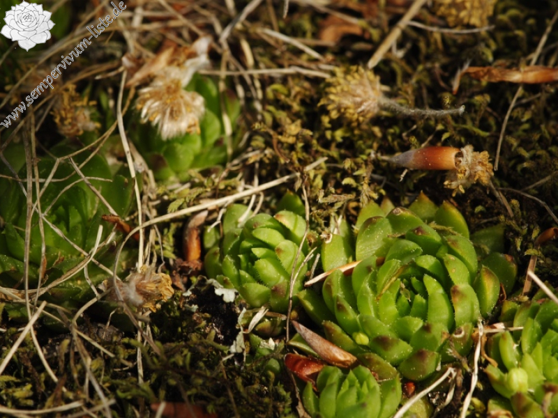 globiferum ssp. hirtum (preissianum) from Kopa