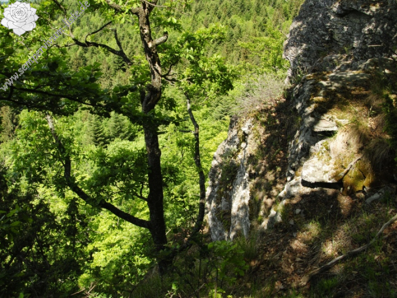 montanum ssp. heterophyllum from Kopa