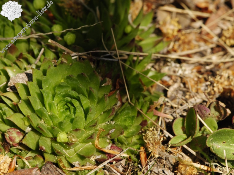 globiferum ssp. hirtum (preissianum) from Kopa