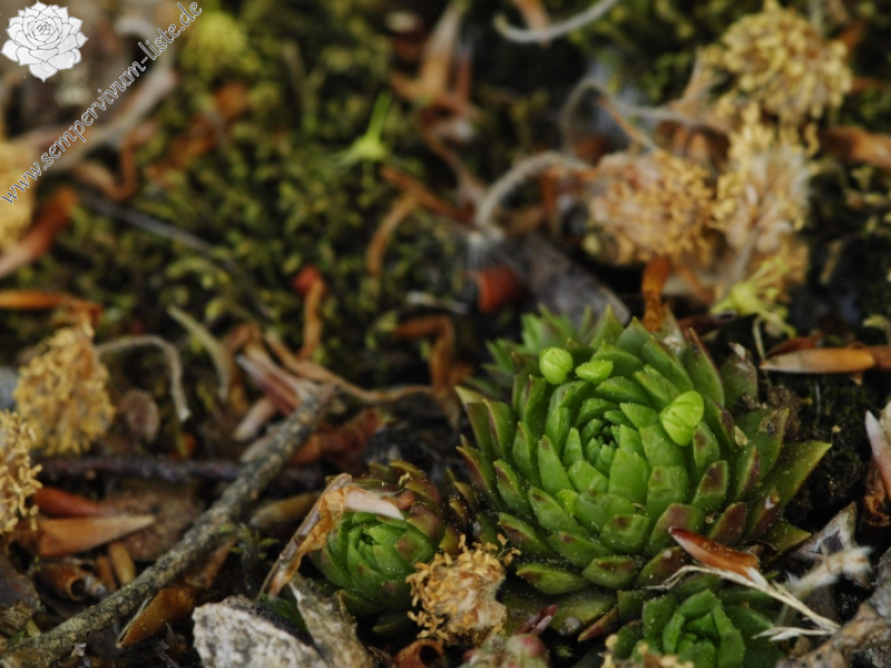 globiferum ssp. hirtum (preissianum) from Kopa