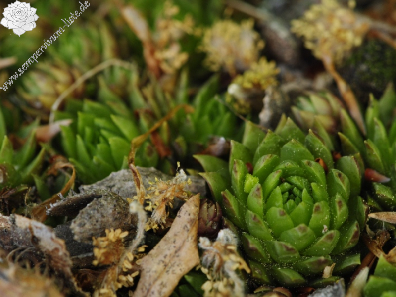 globiferum ssp. hirtum (preissianum) from Kopa