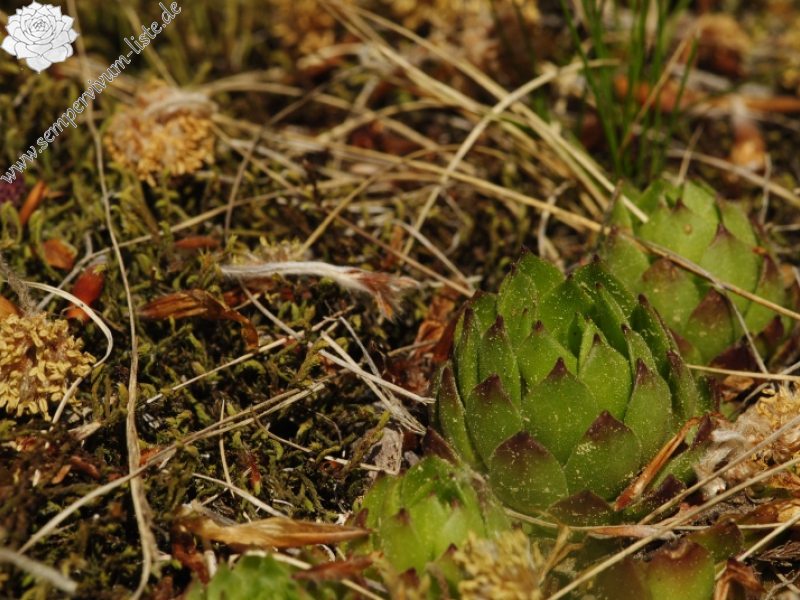 montanum ssp. heterophyllum from Kopa