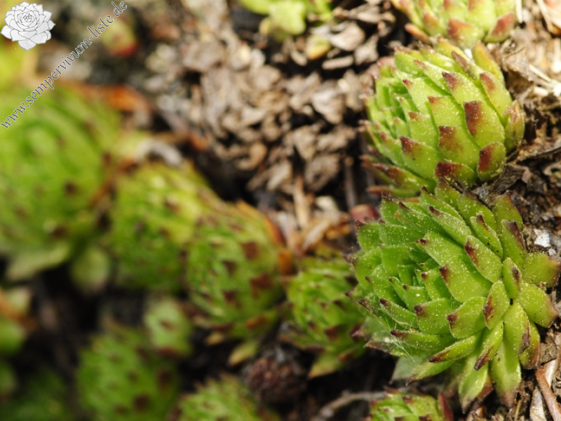 montanum ssp. heterophyllum from Kopa