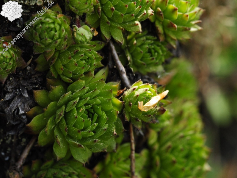 montanum ssp. heterophyllum from Kopa