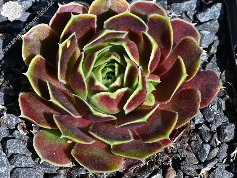 Champagne Cocktail / Jovi