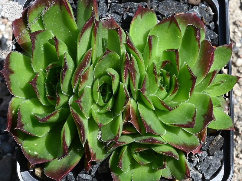 Grosser Triumph / Jovi