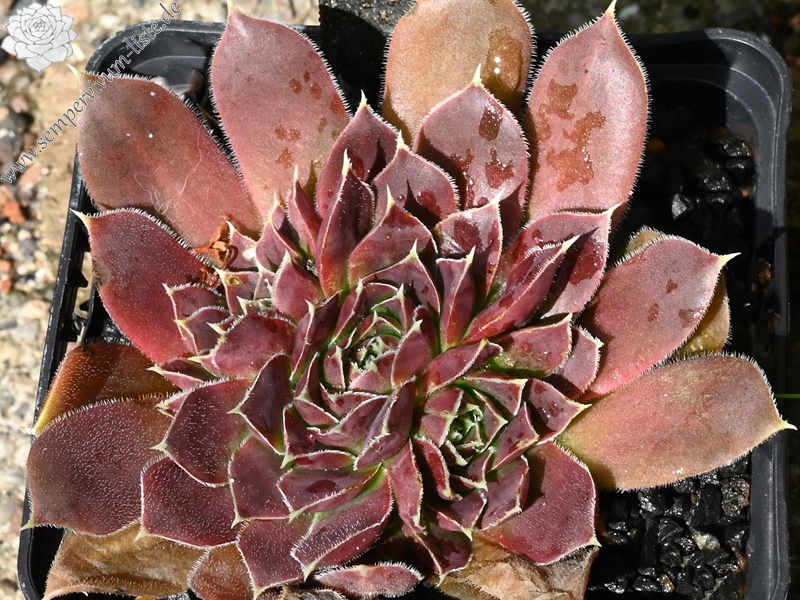 Korspel Brawn Lasse / Jovi