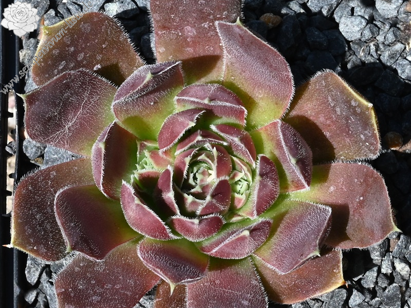 Korspel Brawn Lasse / Jovi