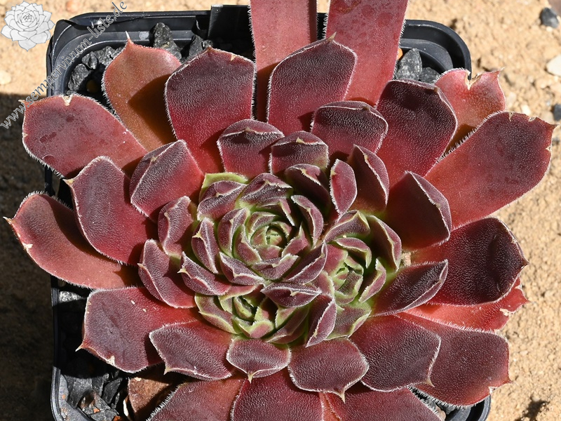 Korspel Fairy Ballet / Jovi