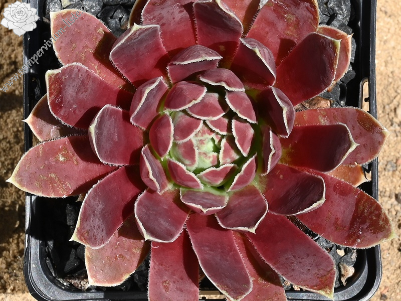 Korspel Grand Entrance / Jovi