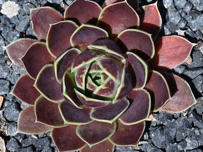 Korspel Grand Entrance / Jovi