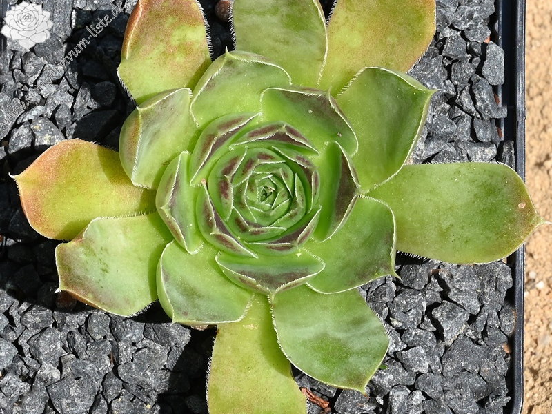 Korspelse Eudose / Jovi