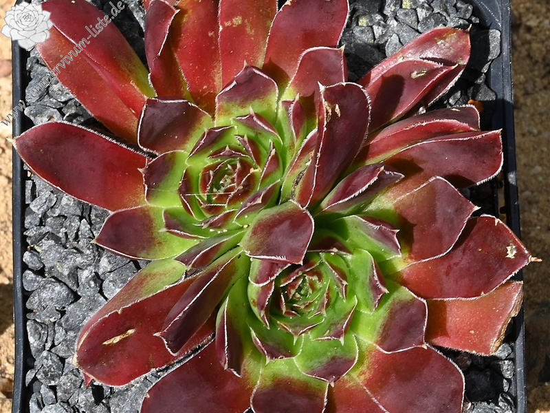 Korspelse Helonse / Jovi