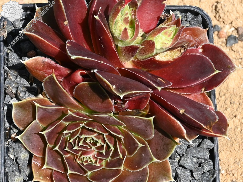 Korspelse Hogla / Jovi