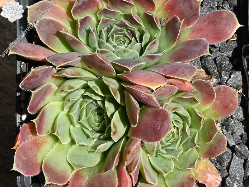 Purpurlicht / Jovi