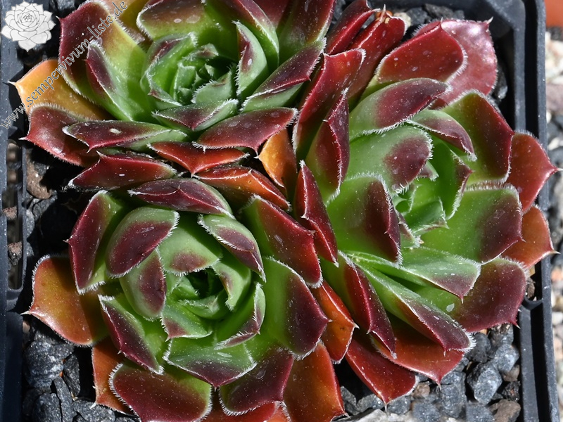 Red Suzanna / Jovi