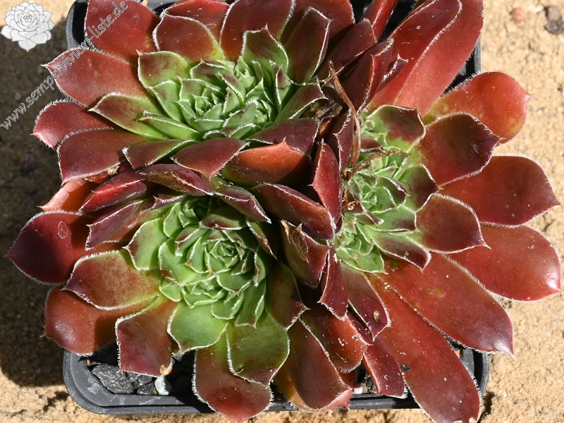 Red Suzanna / Jovi